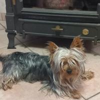 Yorkshire per accoppiamento