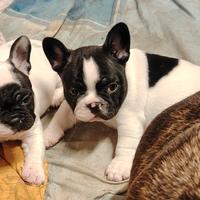 Bulldog con certificato