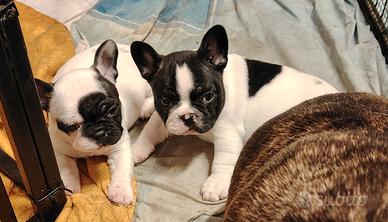 Bulldog con certificato