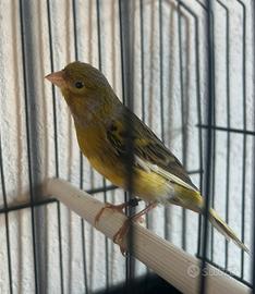 Coppia canarini spagnoli