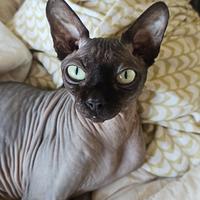 Gatto Sphynx per monta