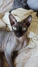 Gatto Sphynx per monta