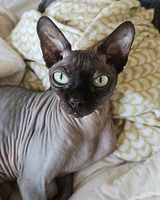Gatto Sphynx per monta