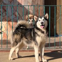 Cucciola 8 mesi Alaskan Malamute -trasporto Italia