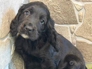 Cocker