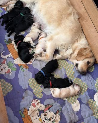 Cuccioli di Goldendoodle