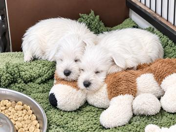 Cuccioli schnauzer nano bianco