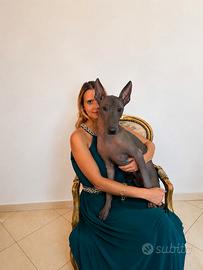 Cane nudo messicano