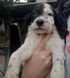 Cuccioli setter