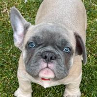Bulldog francese 2 mesi
