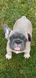 Bulldog francese 2 mesi