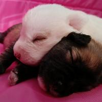 Cuccioli meticci 4 maschi e 3 femmine