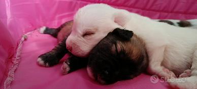 Cuccioli meticci 4 maschi e 3 femmine