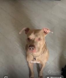 Pitbull 2 anni