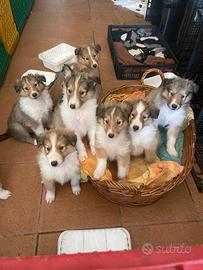 Cane Collie