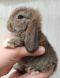 Ariete Minilop o Testa Leone Conigli Coniglietti