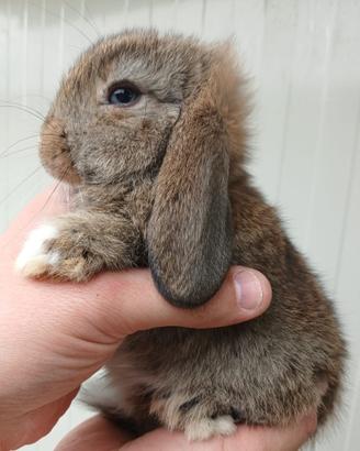 Ariete Minilop o Testa Leone Conigli Coniglietti