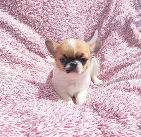 Cucciola di chihuahua con pedigree