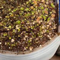 Utricularia Pubescens