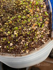 Utricularia Pubescens