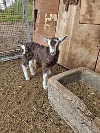 Capretto maschio biondo dell'Adamello