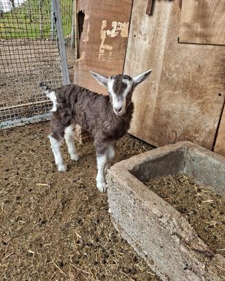 Capretto maschio biondo dell'Adamello