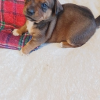 Cuccioli meticci