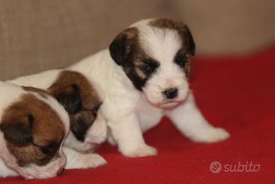 Cuccioli Jack Russell Terrier