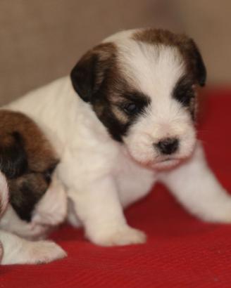 Cuccioli Jack Russell Terrier