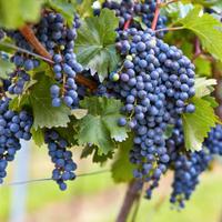 Terreno guyot Valpolicella