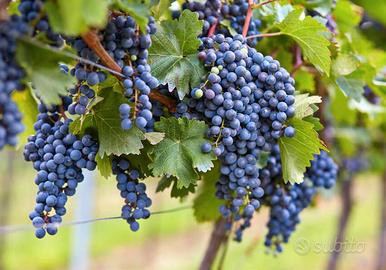 Terreno guyot Valpolicella