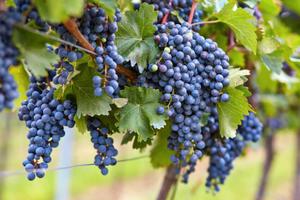 Terreno guyot Valpolicella