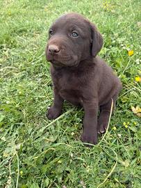 Cucciolo Labrador Choco