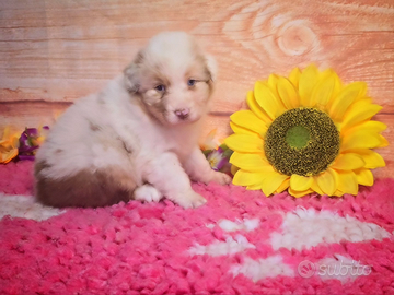 Maschi red merle pastore australiano con pedigree