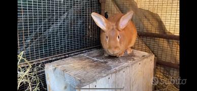 Conigli