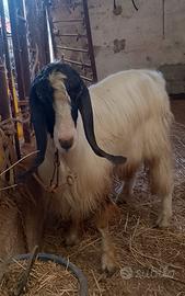 Animali capre becchi