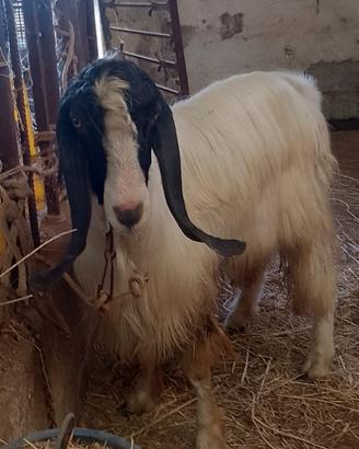 Animali capre becchi