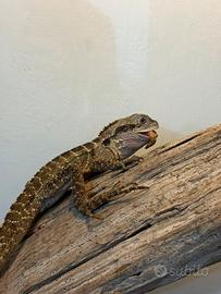 Drago d acqua australiano