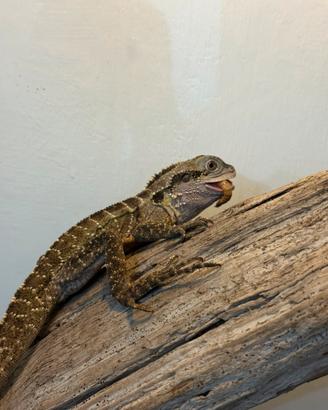 Drago d acqua australiano