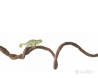 Liana terrario rettili