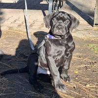 Cane corso femmina