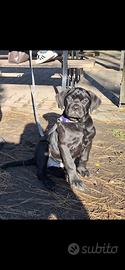 Cane corso femmina