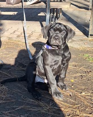 Cane corso femmina