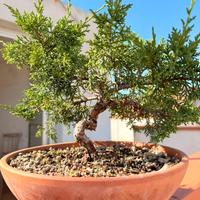 Pre Bonsai ginepro kishu