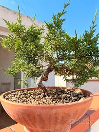 Pre Bonsai ginepro kishu