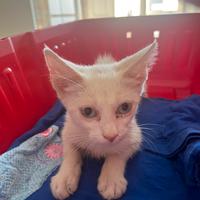Gattina di 3 mesi