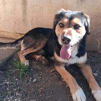 Gigio: 2 anni, socievole e affettuoso