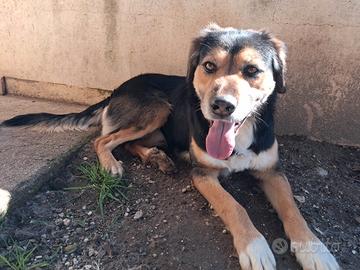 Gigio: 2 anni, socievole e affettuoso