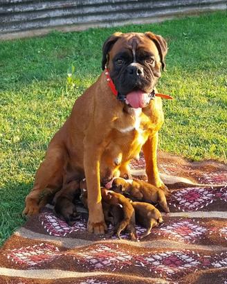 Cuccioli di boxer con pedigree