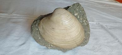 Guscio fossile (1 valva) Callista Italica-Pliocene